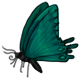 Farfalla pasquale 2
