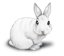 Coniglio bianco
