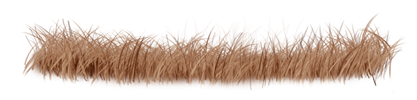 Lion Grass