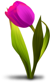 Tulipano