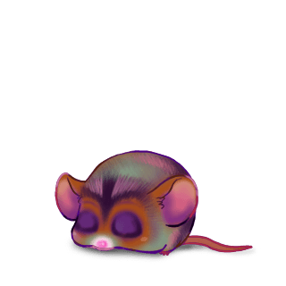 Adotta un Mouse Angora albicocca