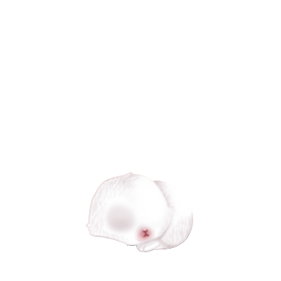 Adotta un Coniglio Bianco