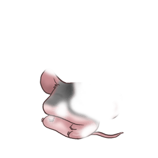 Adotta un Mouse Albicocca classica