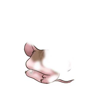 Adotta un Mouse Bianca
