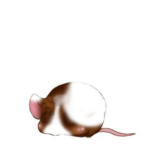 Adotta un Mouse Albicocca classica