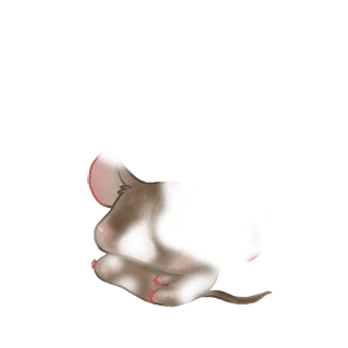 Adotta un Mouse Angora albicocca