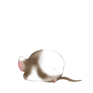 Adotta un Mouse Pralina